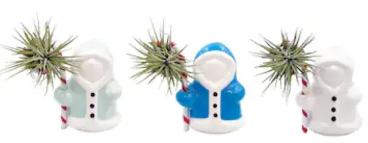 LIVETRENDS-ASB05952-Polar-Patrol-Live-Air-Plant-3-Pack-in-2-5-in-Planter-product