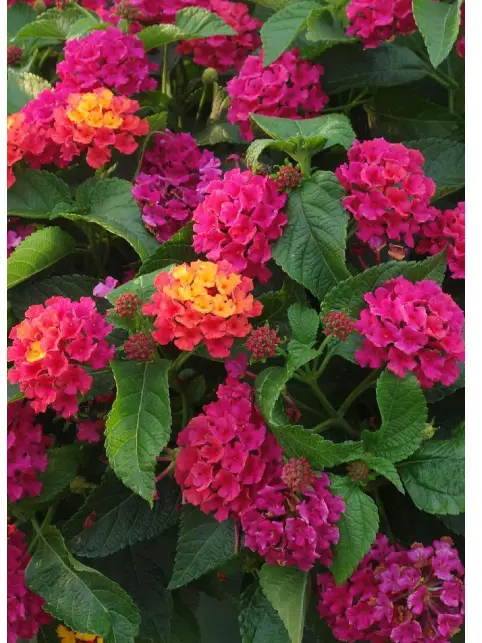 Cottage Farms M89425 Bloomify Pink Lantana Live Plant 