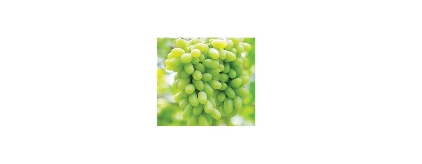Van Zyverden 84548 Green Grapes Marquis Seedless User Guide