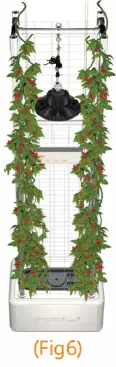 OPCOM-OFG005-GrowTank-Tall-Plant-Hydroponics-fig-10