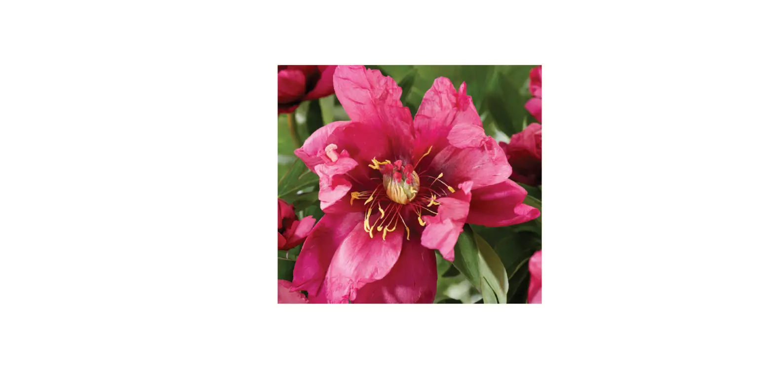 Van Zyverden 84544 Itoh Peony Pink Ardour Instructions Van Zyverden 84544 Itoh Peony Pink Ardour Instructions