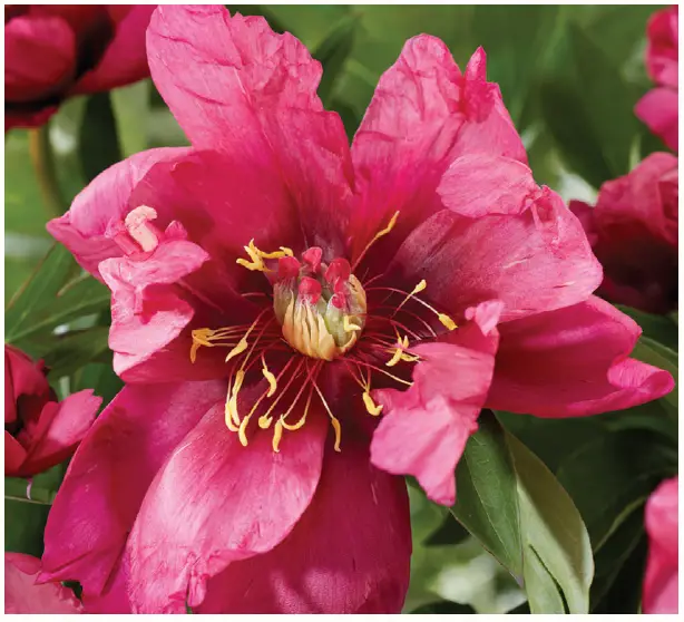 VAN ZYVERDEN-84544-Itoh-Peony-Pink-Ardour-fig- (2)