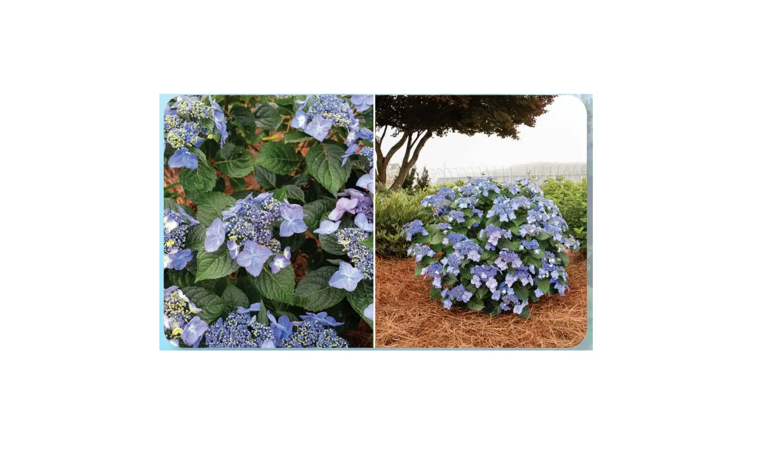 Roberta S M89811 Endless Summer Pop Star Big Leaf Hydrangea Instructions