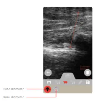 importvet 24 300 Sonda Tecnoscan BL - Sheep