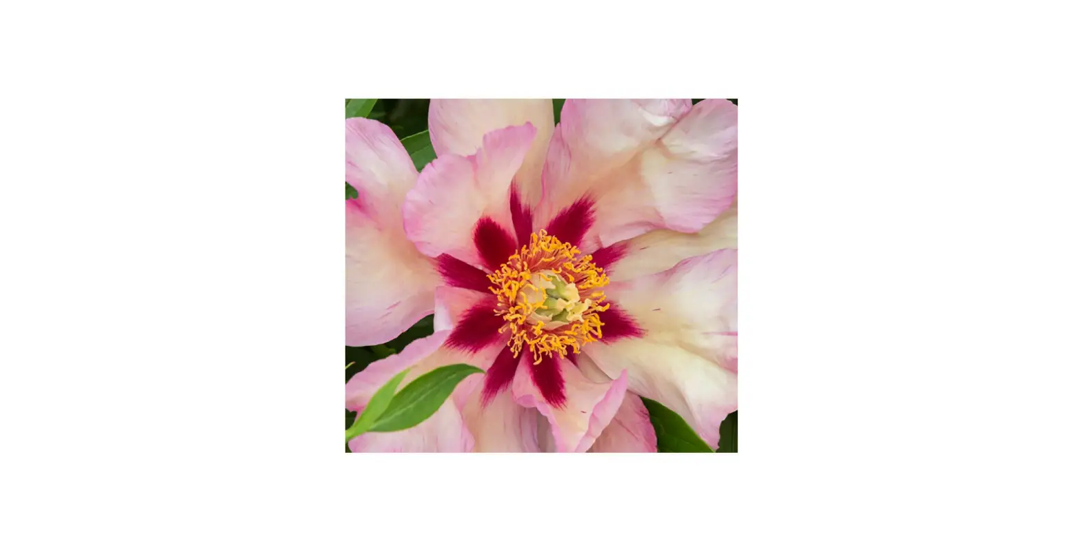 Van Zyverden 84541 Itoh Peony Callies Memory Instructions Van Zyverden 84541 Itoh Peony Callies Memory Instructions