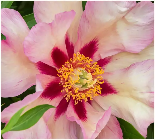 VAN-ZYVERDEN-84541-Itoh-Peony-Callies-Memory-fig-1