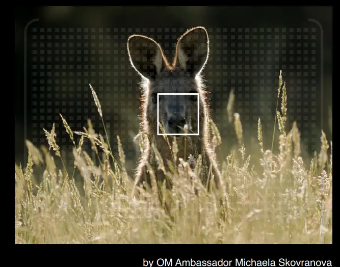 OM-SYSTEM-OM-1-Post-Olympus-Flagship-Camera-fig-20