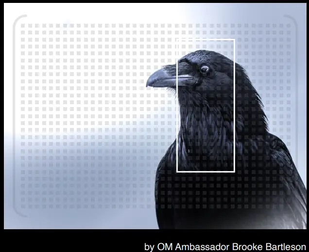 OM-SYSTEM-OM-1-Post-Olympus-Flagship-Camera-fig-21