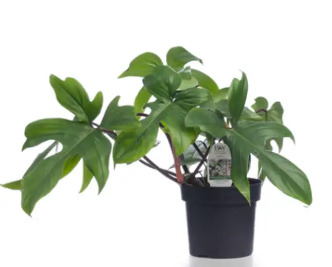 PROVEN WINNERS PHDPRL0075105 Leafjoy Prismacolor