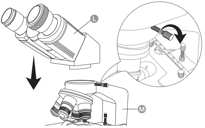 amazonbasics Siedentopf Binocular Compound Microscope -Assembly
