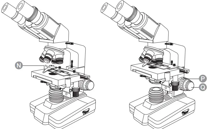 amazonbasics Siedentopf Binocular Compound Microscope -magnification power