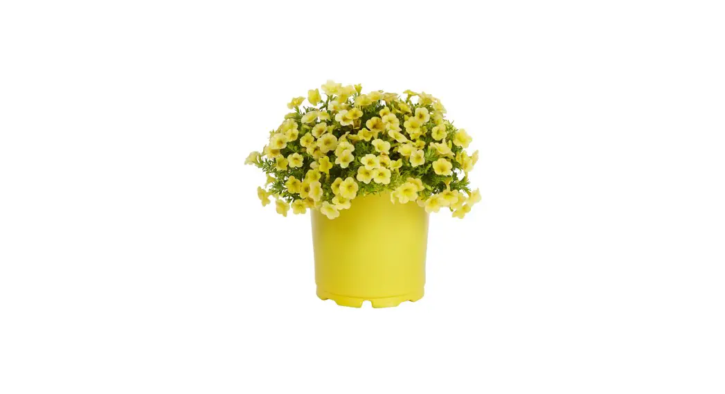 Metrolina Greenhouses 4495 Proven Winners Yellow Calibrachoa Annual Plant User Guide Metrolina Greenhouses 4495 Proven Winners Yellow Calibrachoa Annual Plant User Guide