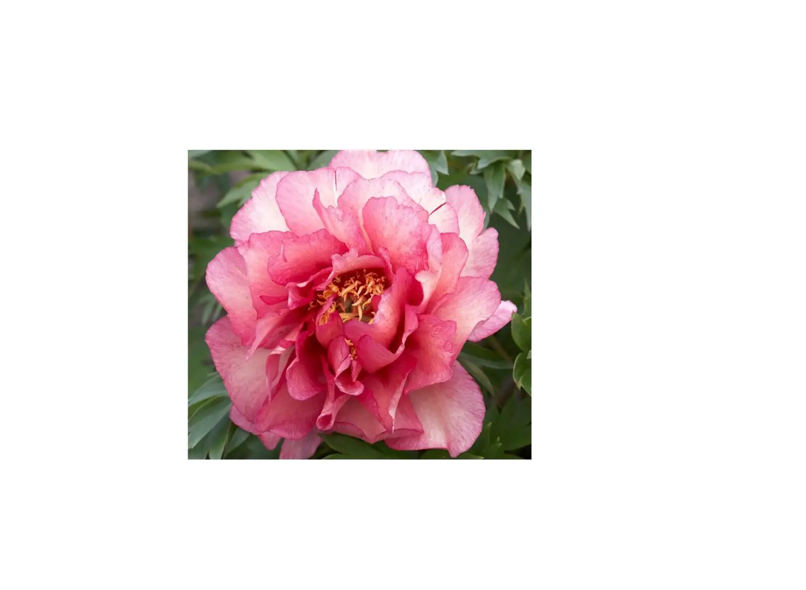 Van Zyverden 84539 Itoh Peony Hillary Instructions