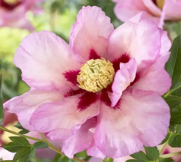 VAN-ZYVERDEN-84540-Itoh-Peony-Pastel-Splendor-product