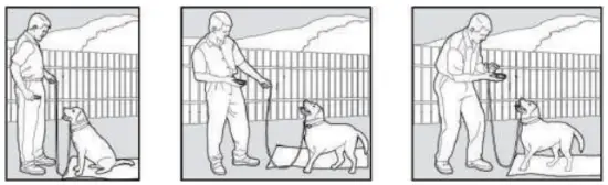 PATPET P COLLAR 530 Dog Training Collar MAIN IMAGE 10