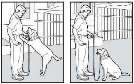 PATPET P COLLAR 530 Dog Training Collar MAIN IMAGE 11