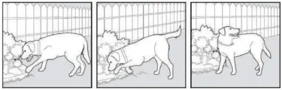 PATPET P COLLAR 530 Dog Training Collar MAIN IMAGE 12