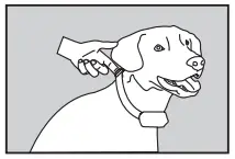 PATPET P COLLAR 530 Dog Training Collar MAIN IMAGE 7