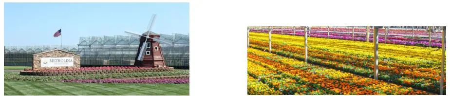 METER ENVIRONMENT Pansy Decorate Trailing Pansy Mix Annual Plant - Concerns