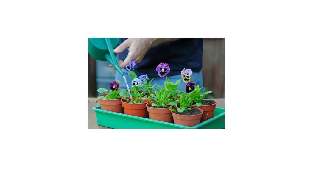 Meter Environment Pansy Decorate Trailing Pansy Mix Annual Plant User Guide