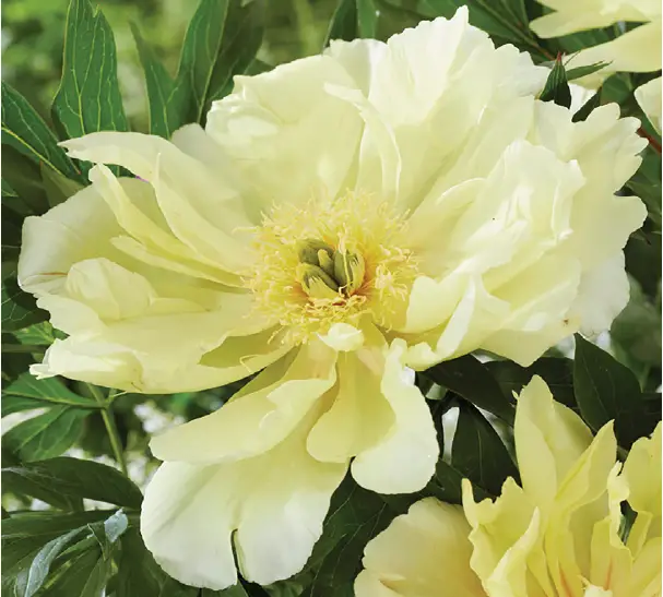 VAN-ZYVERDEN-84538-Itoh-Peony-Lemon-Dream-PRODACT-IMG