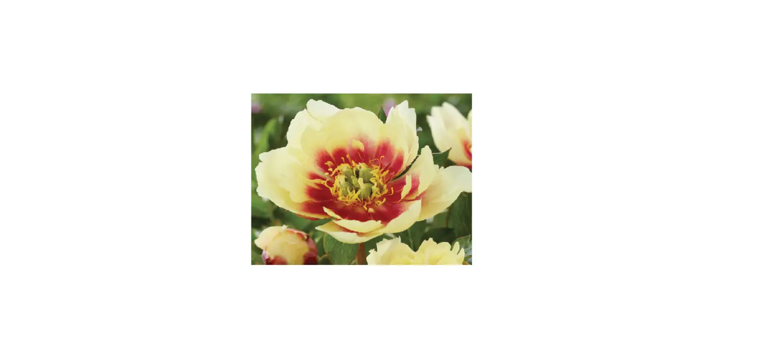 Van Zyverden 84537 Itoh Peony Yellow Dream Instructions