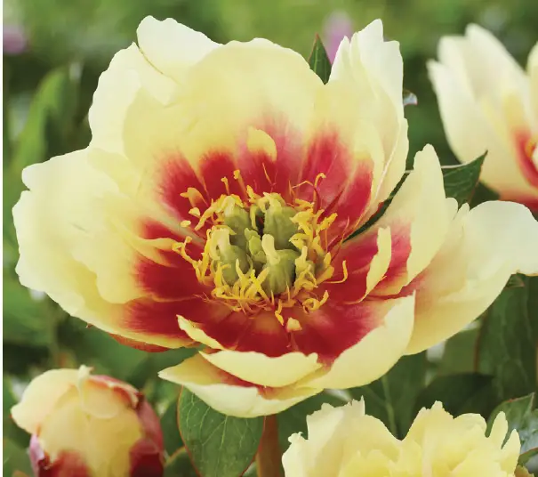 VAN-ZYVERDEN-84537-Itoh-Peony-Yellow-Dream-PRODUCT