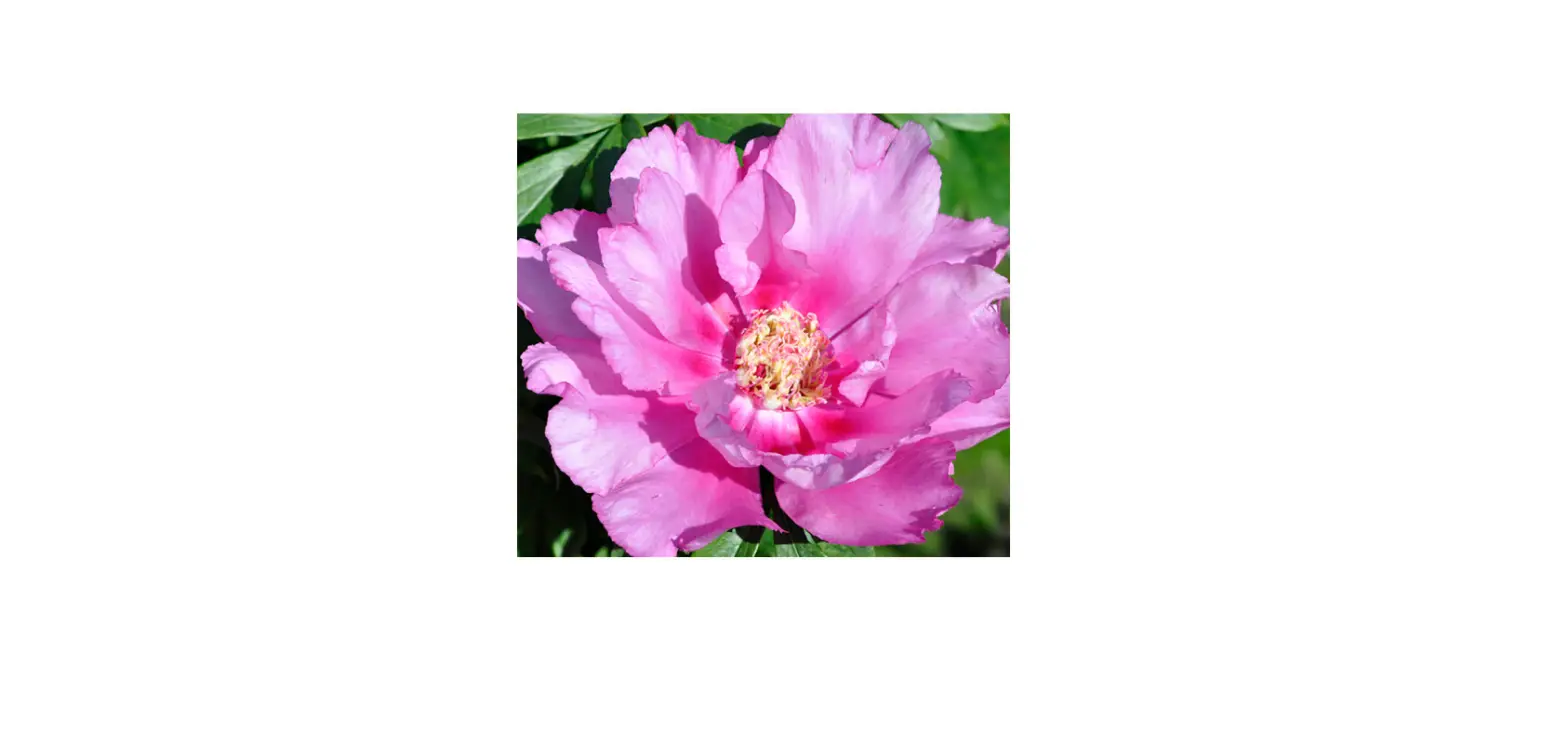 Van Zyverden 84535 Itoh Peony First Arrival Instructions