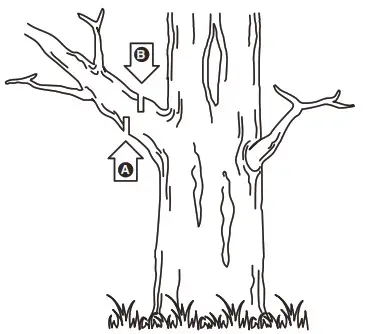 greenworks pro Polesaw DELIMBING