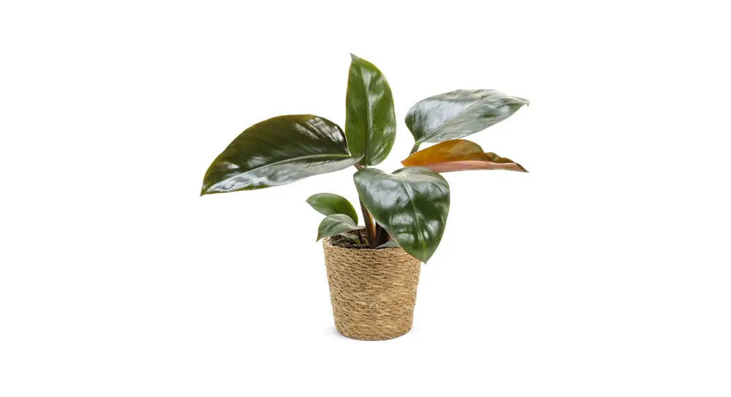 Leafjoy Prismacolor™ Rojo Congo Hybrid (philodendron) Instruction Manual Leafjoy Prismacolor™ Rojo Congo Hybrid (philodendron) Instruction Manual