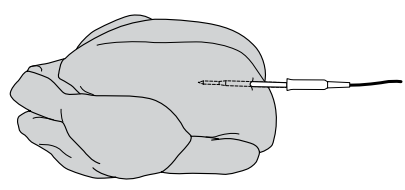 HOW TO CORRECTLY INSERT THE THERMOMETER