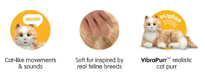 Features of your cat