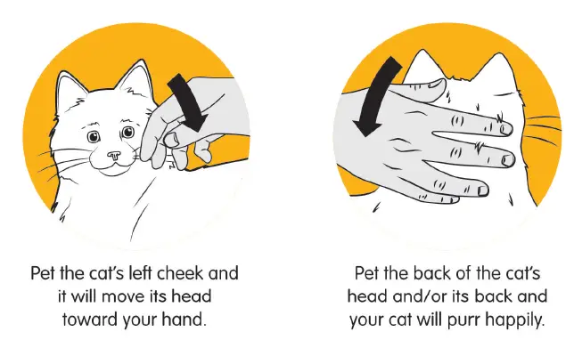 Interacting with your cat