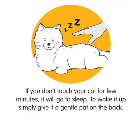 Interacting with your cat