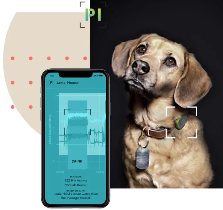Kinship-Partners-AM4A-Pet-Activity-Monitor