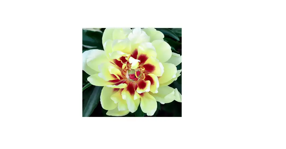 Van Zyverden 84536 Itoh Peony Yellow Waterlily Instructions
