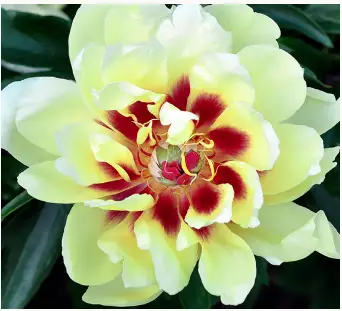 VAN-ZYVERDEN-84536-Itoh-Peony-Yellow-Waterlily-PRO