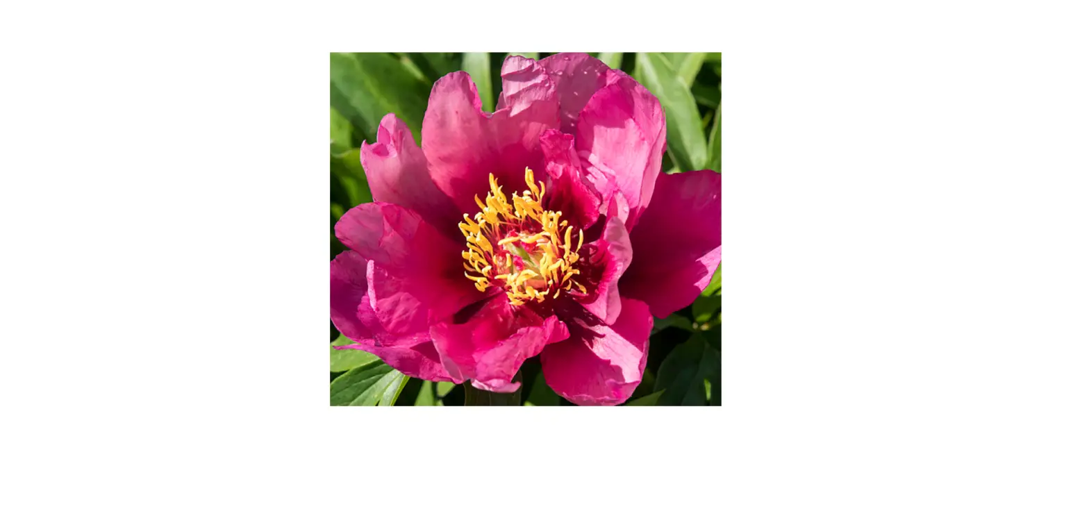 Van Zyverden 84534 Itoh Peony Purple Sensation Instructions
