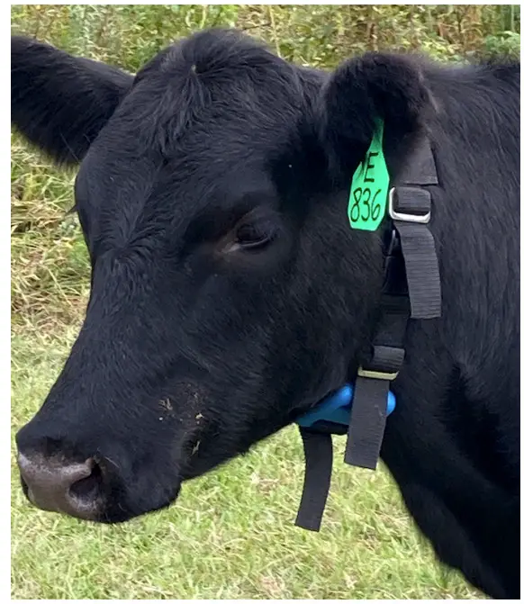 VENCE Cattle Rider V3 Livestock Collar for Tracking and Managing Cattle - fig 2