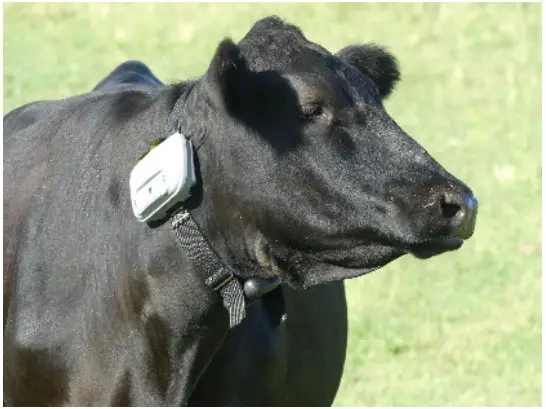 VENCE Cattle Rider V3 Livestock Collar for Tracking and Managing Cattle