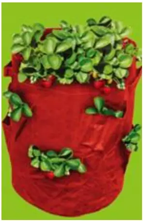 GAINSBOROUGH K250 Set 2 Strawberry Planters-fig1