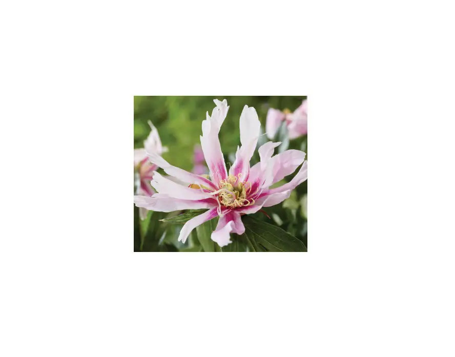 Van Zyverden 84533 Itoh Peony Ballarena De Saval Instructions Van Zyverden 84533 Itoh Peony Ballarena De Saval Instructions