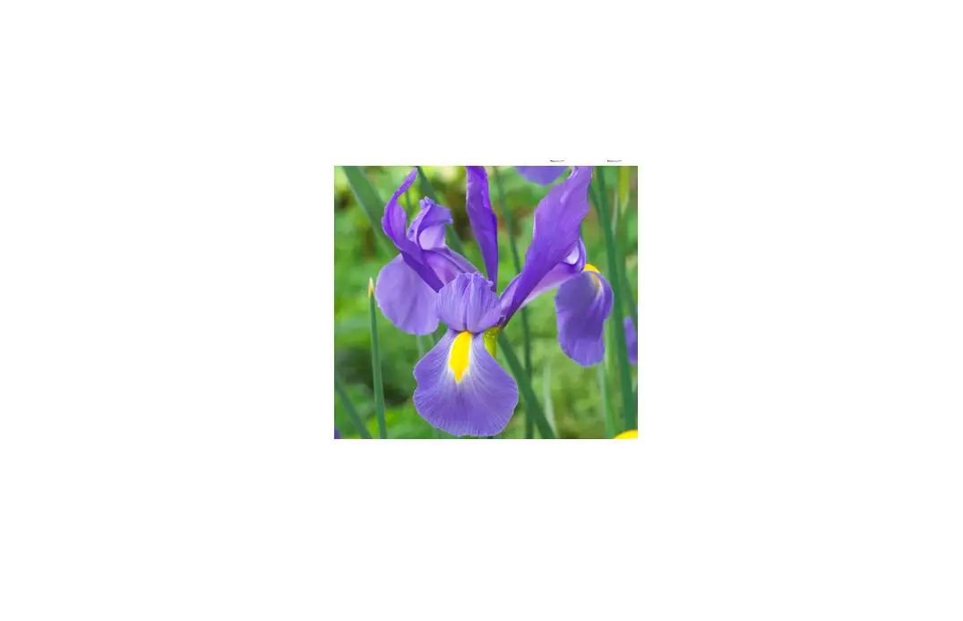 Van Zyverden 84532 Blue Dutch Iris Telstar Instructions