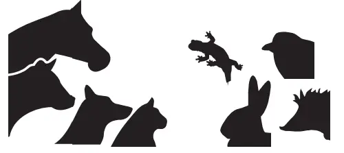 MEGACOR FASTest GIARDIA Strip - icon