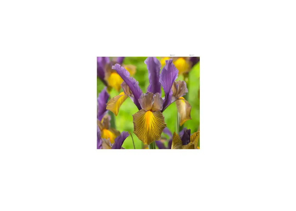 Van Zyverden 84529 Multicolor Dutch Iris Picasso Instructions