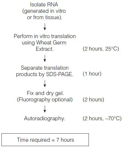Promega-L4380-Wheat-Germ-Extract-fig-1
