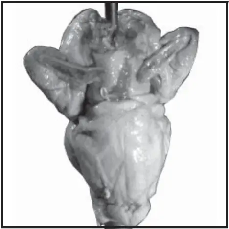 Old Hickory N-6.5G Barbecue Countertop Rotisserie - fig 22