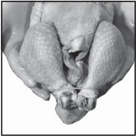 Old Hickory N-6.5G Barbecue Countertop Rotisserie - fig 6