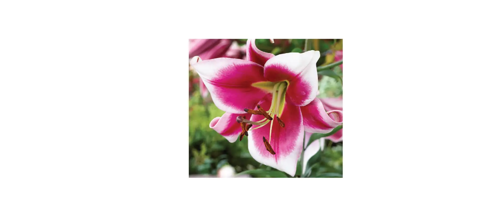 Van Zyverden 84527 Multicolor Lilies Premium Ot Hybrid Friso Mammoth Instructions Van Zyverden 84527 Multicolor Lilies Premium Ot Hybrid Friso Mammoth Instructions