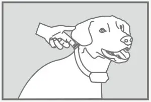 DogCare DPA01-1 Pet Training Collar--Collar